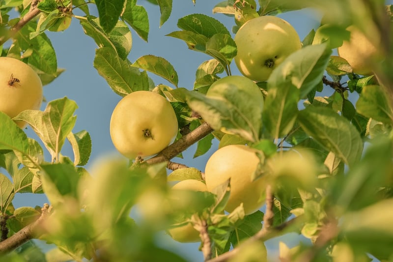 Espalier Fruit Trees