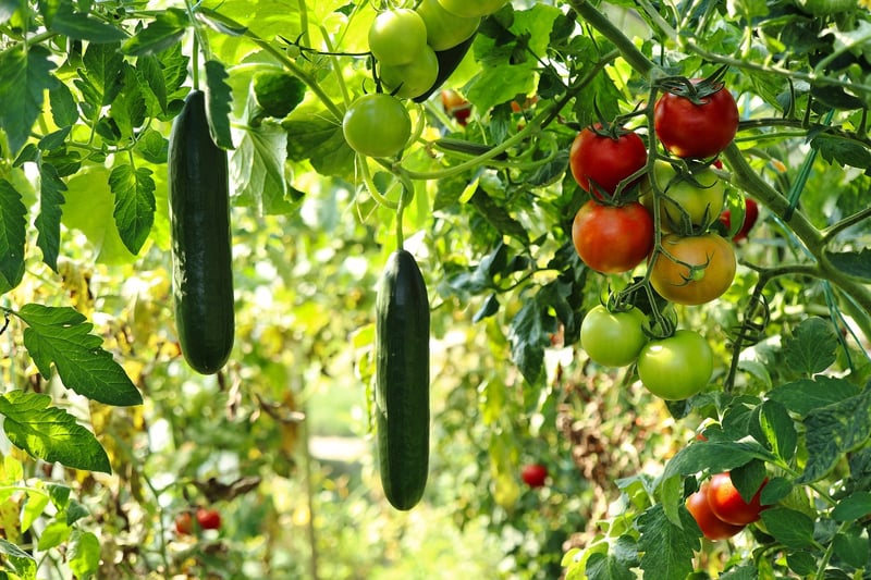 Edible Garden