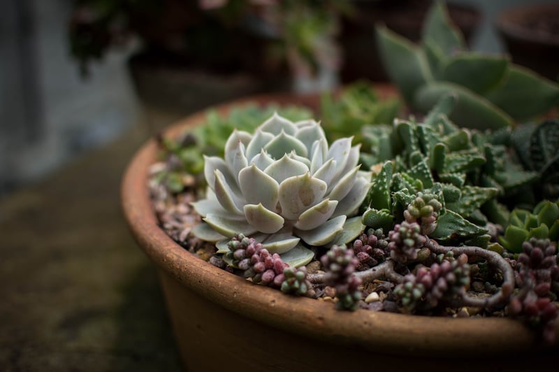Container Gardening